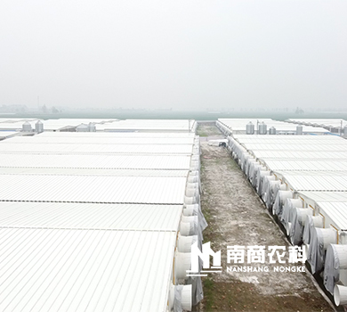 南商农科：安徽潘集规模16800头母猪场
