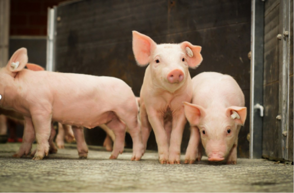 防控猪瘟，养猪场消毒格外重要