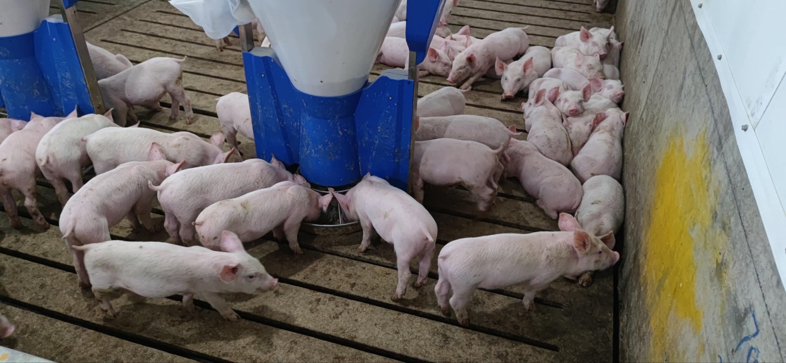 猪用粥料器实现养猪产业突破